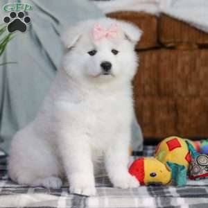 Remi, Samoyed Puppy